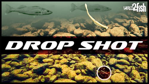 Drop Shotting Walleyes | A Modern Approach with Plastics