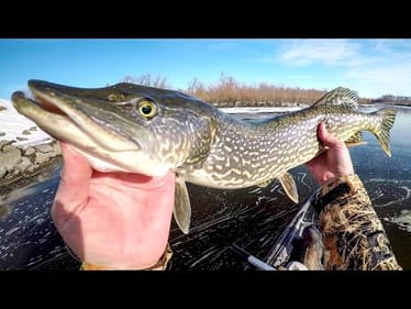 Fun Pike Action On A Winter Day!