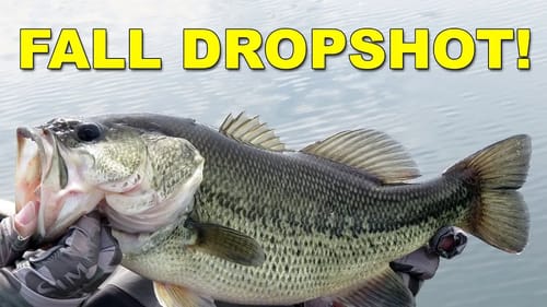 Best Fall Dropshot Tips for Bass Fishing (These Work!) | Bass Fishing
