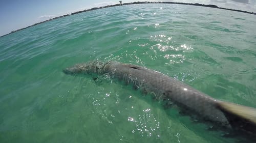INSANELY Fast Fish with apbassin & Chris' Outdoor Adventures