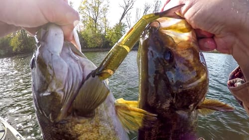 Two Fish One Swimbait!