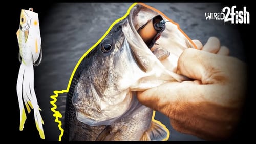 Why Bass Can’t Resist a Popping Frog | Spawn and Beyond