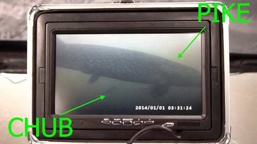 Chubs on Tip Ups for Pike! (Underwater Footage)