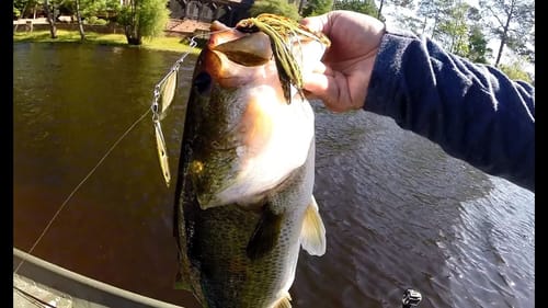 Spinnerbait Bass Fishing with Pepper Custom Bluegill Spinnerbaits