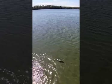 Hover Rig with a Berkley Flatworm