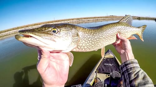 Spinnerbait Pike Fishing