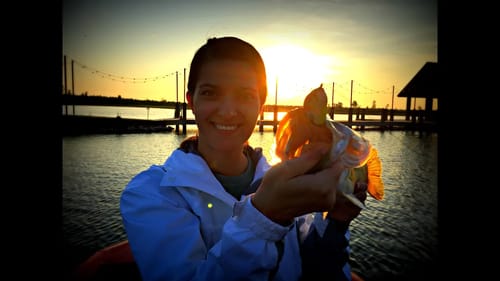 LiveTarget Hollow Body Sunfish - Wild Topwater Bass Fishing Strikes