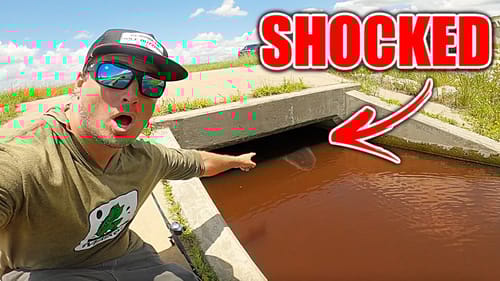 STAGNANT Roadside Drain is LOADED with Fish! (Surprising Catches)