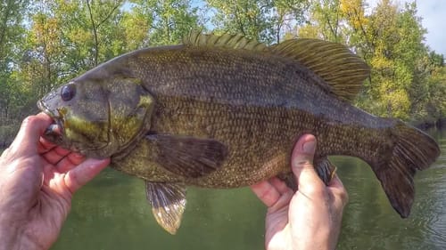 Jigging Up Some Late Summer Smallies