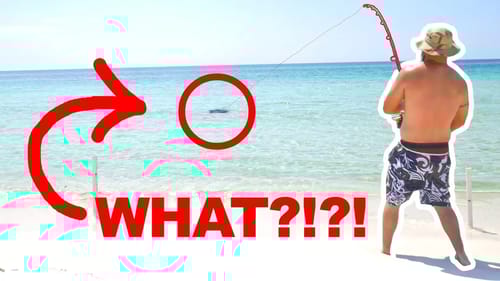 RARE Monster Hooked from BEACH!! (Catch & Cook)