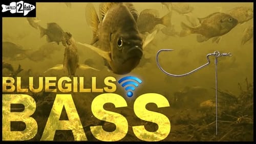 The Bluegill-Bass Connection for Early Summer