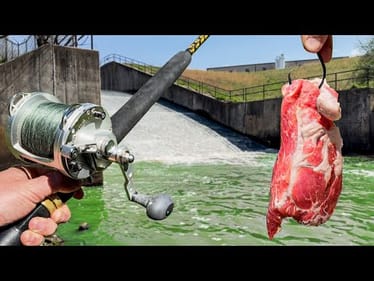 Tossing CHUNKS of MEAT into a Spillway for MONSTER Fish!!!
