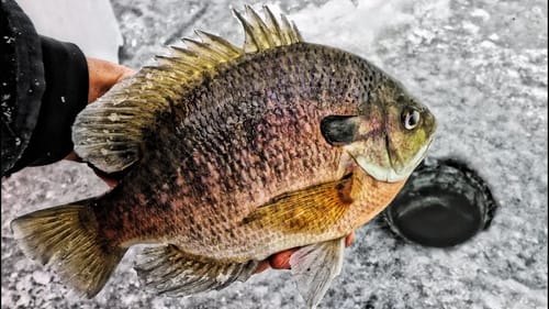 GIANT Bluegill Ice Fishing NEW Ponds! Tips and Tricks
