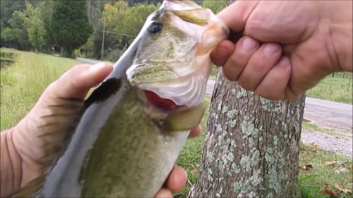 Pond Hopping for Large Mouth Bass |||WHOPPER PLOPPER BLOWUP'S|||