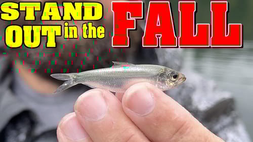 Stand Out When FALL Bass FISHING