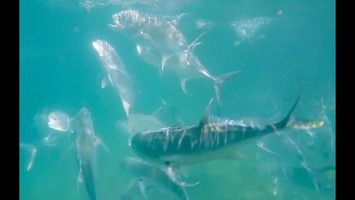Jacks Feeding in Slow Motion with Gopro Hero 4 Black