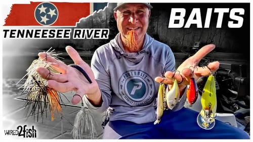 Top Tennessee River Bass Baits for Every Season