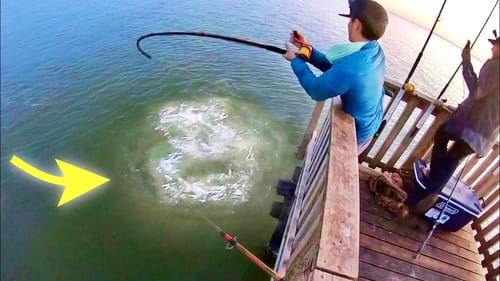 The BIGGEST DOCK FISH I’ve EVER SEEN!! (INSANE)