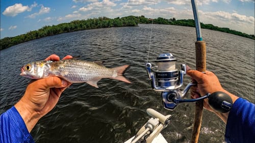 BIGGEST FISH OF MY LIFE! Fishing With Live Bait in the Saltwater Back Country (New PB)