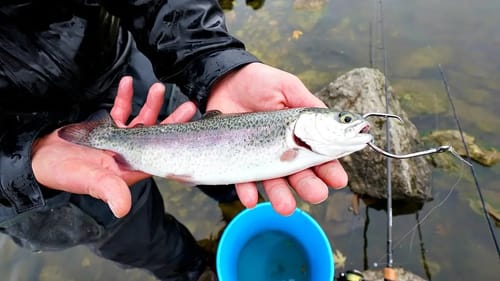 Bass Fishing with LIVE Trout!!! (GIANT Bites)