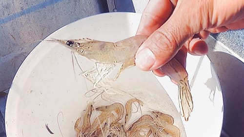 We Found Them, JUICY PRAWNS! Garlic Butter Catch & Cook