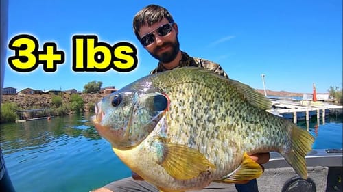 Fishing for 3 LB SUNFISH in CRYSTAL CLEAR WATER!!!
