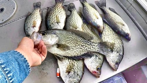 Catch SLAB After SLAB With This Crappie Fishing Secret!