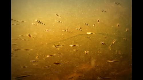 Bass Protects Her Fry Then EATS Them! (Underwater GoPro)