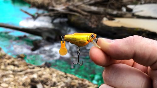 Once in a LIFETIME Fish was Hiding in this TINY CREEK!!!