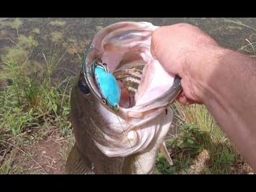 BASS FISHING 2019  || ITS BEEN EPIC THUS FAR||