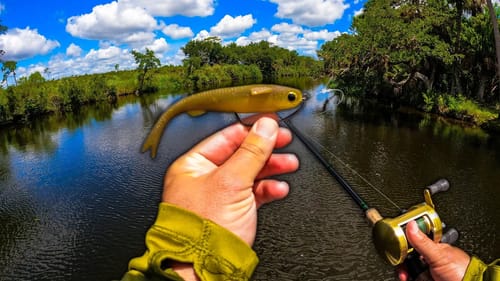 Catching a Strange River Monster While Chasing After Big Fish