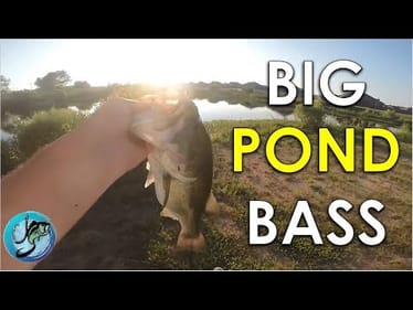 Frog Fishing tips for BIG pond Bass