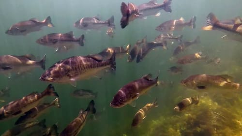 BEST Crystal Clear UNDERWATER Bass Fishing Footage EVER!!