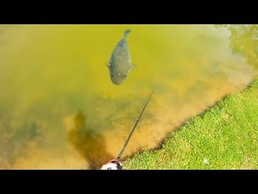 "There is a 10 LB BASS RIGHT IN FRONT OF ME...."