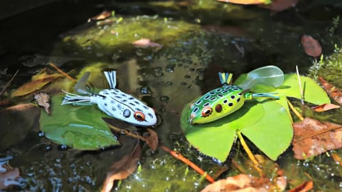 Fishing New Topwater Frogs!