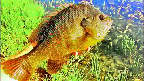 HUGE Bluegill in the Summer at a NEW POND! Fishing With JIGS!