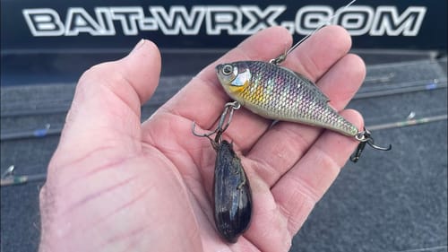 Shell beds…3 Secrets To Finding/ Catching Bass On Them