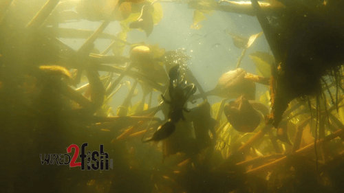 How to Punch and Fish Water Hyacinth