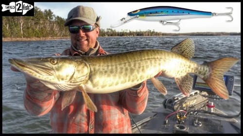 Targeting Fall Musky With Saltwater Crankbaits