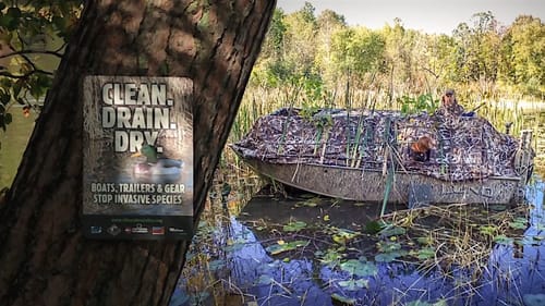 Stop the Spread of Invasive Species When Waterfowl Hunting