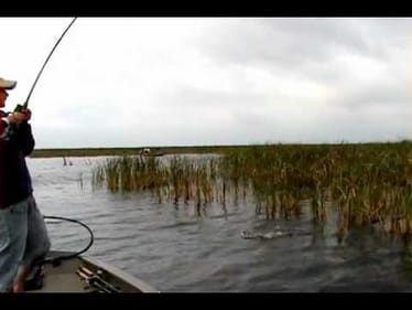 lake okeechobee 3-4 10lbs 1oz d&m punch skirt flippin craw 001.avi