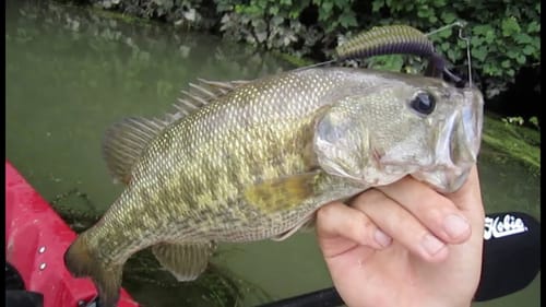 Kayak Bass Fishing the Colorado River