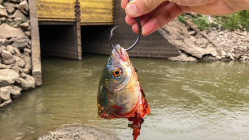 GIANT Baits in a HIDDEN Creek SPILLWAY!!! (New Species!?)