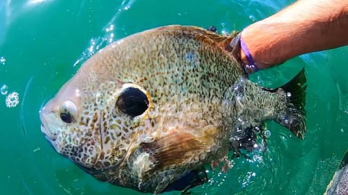 A 3 LB BLUEGILL?! (CLEAR WATER)