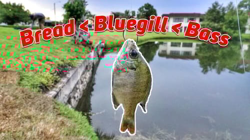 Food Chain Fishing Challenge (Bread to Largemouth Bass)