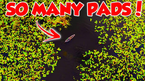 How To Catch Bass in LILY PADS! - Bass Fishing