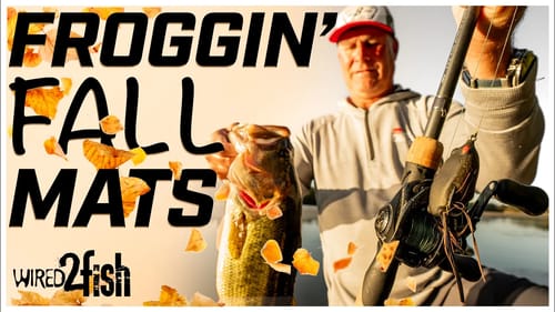 Hollow Body Frog Fishing Matted Grass | Fall Tips