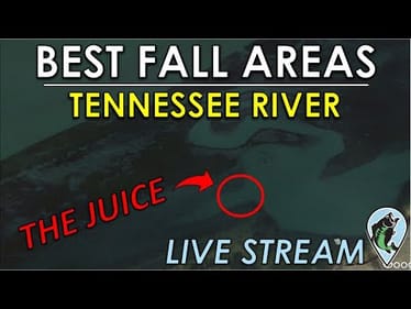 Best Shallow and Offshore Fall Fishing Areas on Tennessee River Lakes TVA | FTM Live Stream #62
