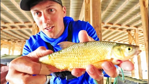 GOLDEN SHINERS for HUGE FISH by MARINA DOCKS! (LIVE BAIT FISHING)