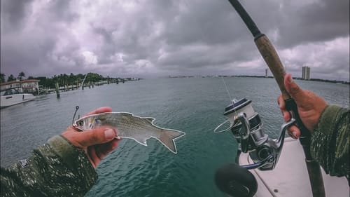 New PB on Live Mullet Right Before a Huge Storm